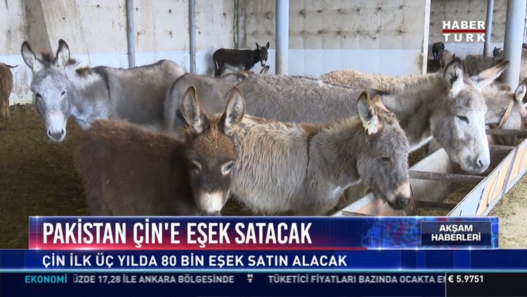 Pakistan Çin'e eşek satacak: Çin eşek kılı ve kanından ilaç ve jelatin üretiyor