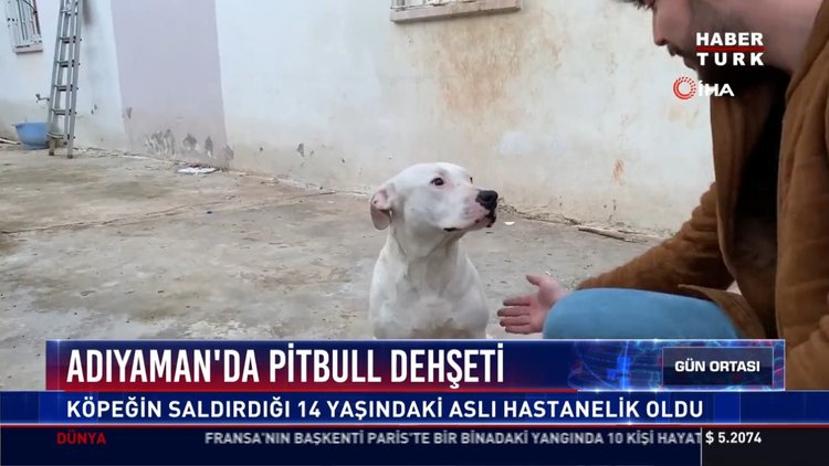 Adıyaman'da pitbull dehşeti: Köpeğin saldırdığı 14 yaşındaki Aslı hastanelik oldu