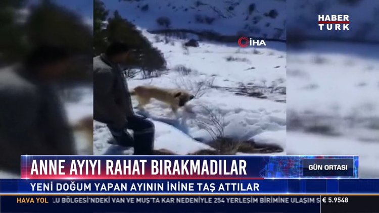Anne ayıyı rahat bırakmadılar