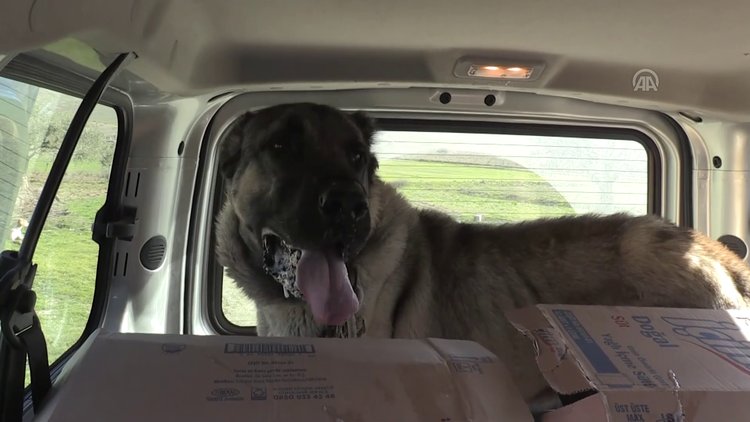 Kangalın Güneydoğulu rakibi "Kurtboğan"