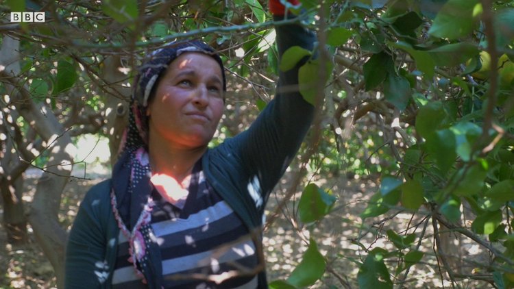 Türkiye'nin tarım işçisi kadınları anlatıyor