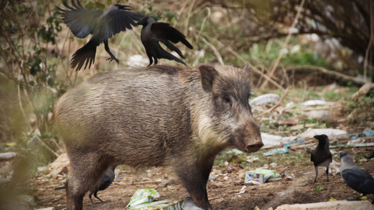 Ordu'da bir kişi domuz saldırısına uğradı!