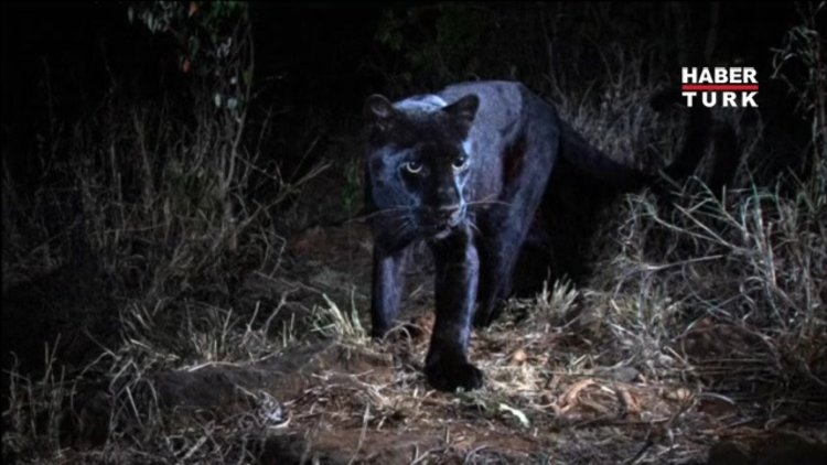 110 yıl sonra görüntülendi!