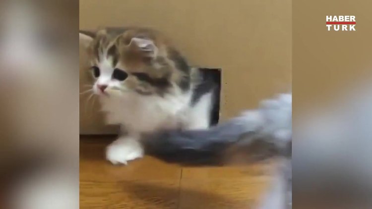 Firar eden sevimli kaçaklar!