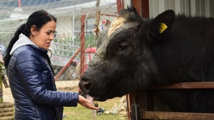 Türkiye'nin ilk ve tek 'kurtarılmış çiftlik hayvanları barınağı'