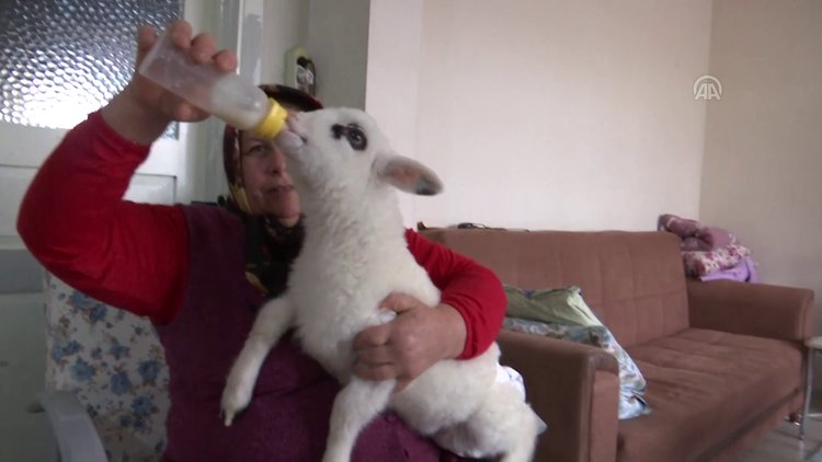 Bebek beziyle bezledikleri kuzuya evde bakıyorlar