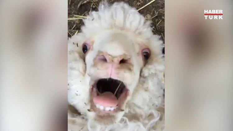 Ansızın meeleyebilir