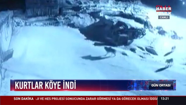 Kurtlar köye indi: Ardahan'da köye inen 4 kurt bir köpeğe saldırdı