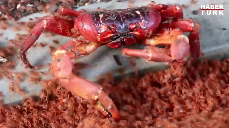Kendi yavrularını yiyen yengeç