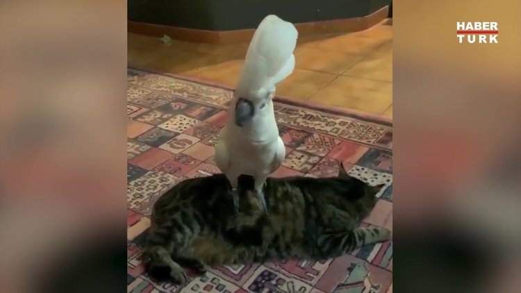 Bu işte bir terslik var