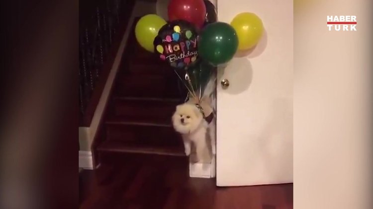 Hayat kısa köpekler uçuyor