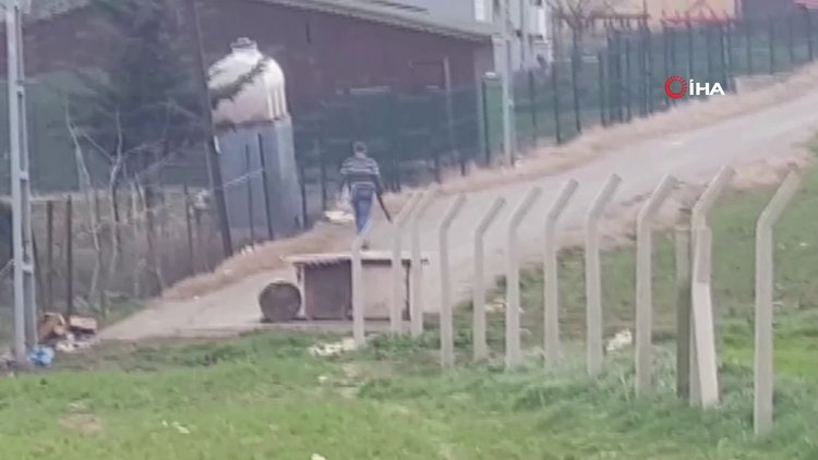 'Tavuklarımızı yiyor' deyip köpeklere kurşun yağdırdı!