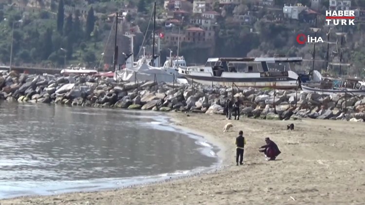 Alanya'da ölen binlerce gümüş balığı sahile vurdu!
