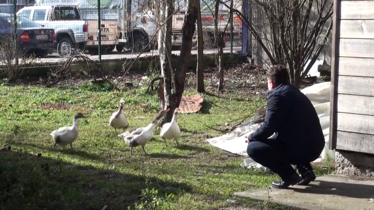 Kazlar "yol arkadaşı" oldu