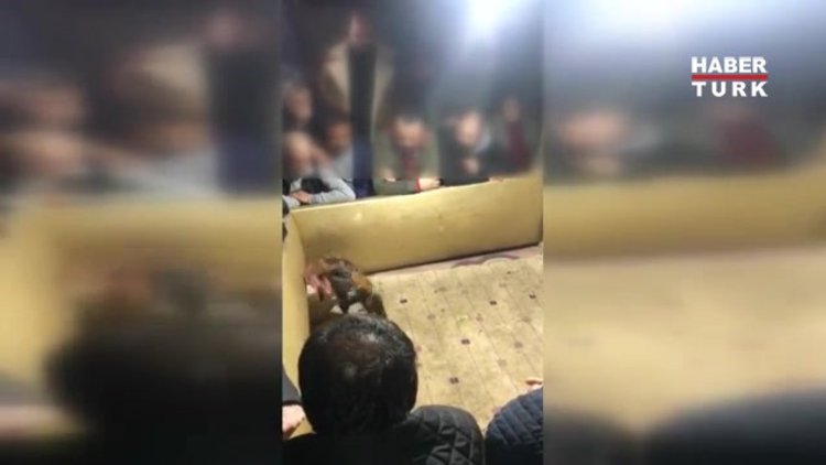 Horoz dövüşlü bahise suçüstü operasyonu