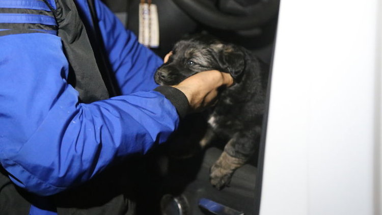 Kamyonette bırakılan yavru köpek kurtarıldı