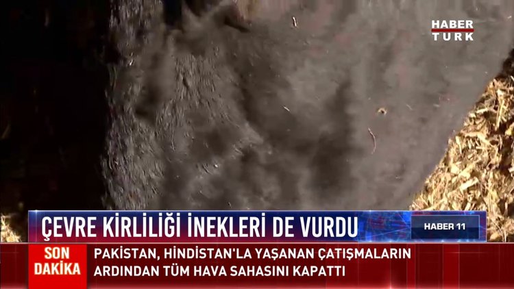 Çevre kirliliği ineklere de vurdu