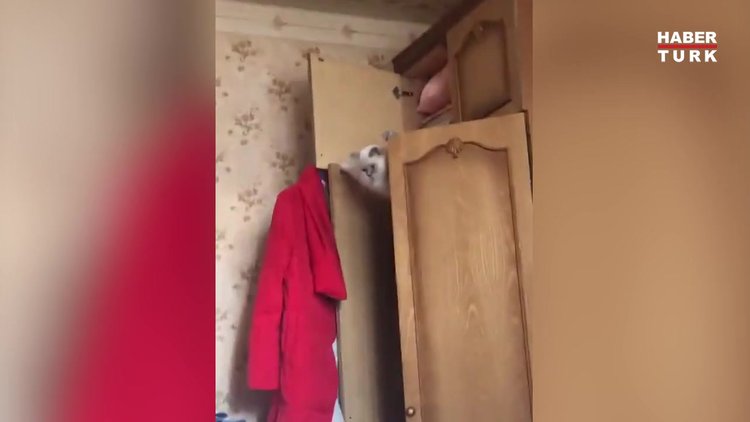 Dolaptan inen ninja kedi!