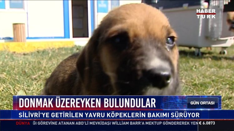 Donmak üzereyken bulundular: Silivri'ye getirilen yavru köpeklerin bakımı sürüyor