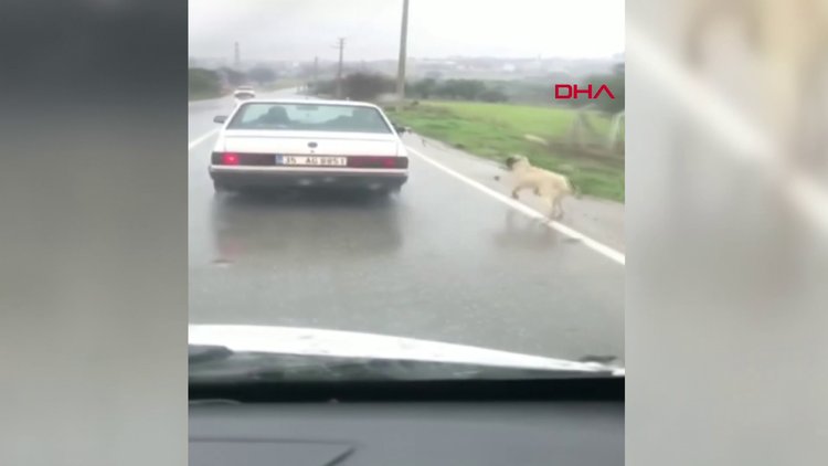 Köpeğini otomobile bağlayıp kilometrelerce koşturan sürücü hakkında işlem yapıldı