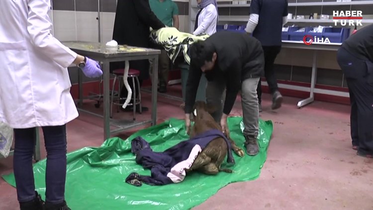 Buzağılar için seferber oldular