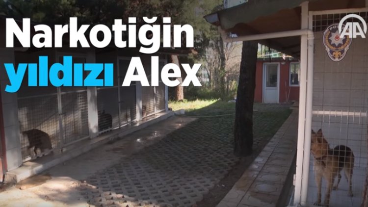 Narkotiğin yıldızı Alex