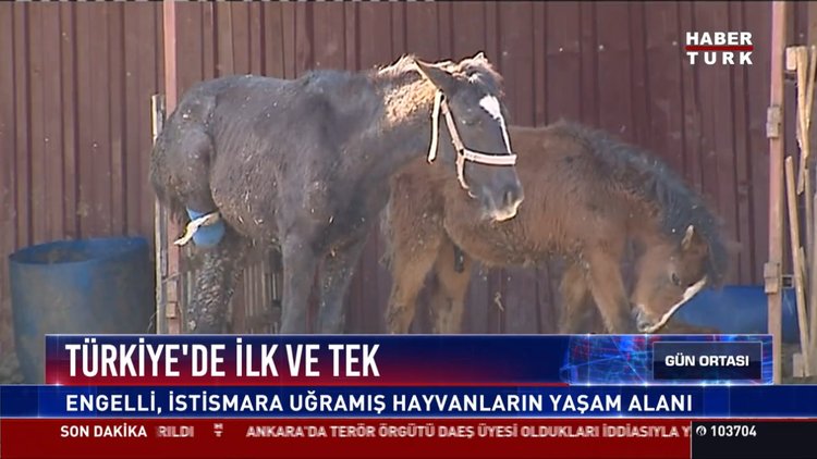 Türkiye'de ilk ve tek: Engelli, istismara uğramış hayvanların yaşam alanı