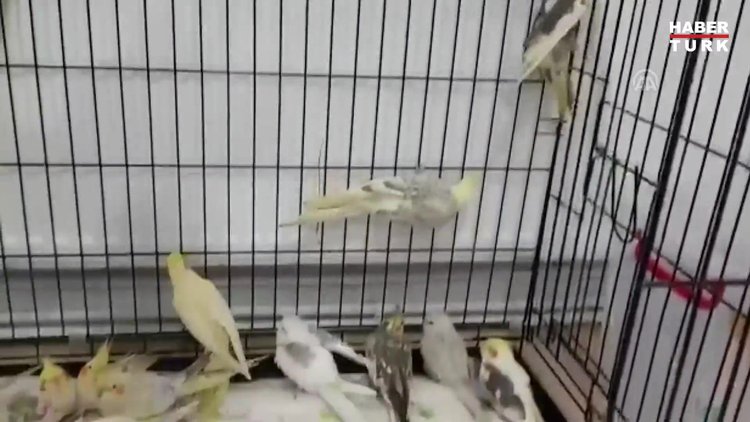 İlaçla uyutup, keselere sıkıştırdığı papağanlarla sınır kapısında yakalandı