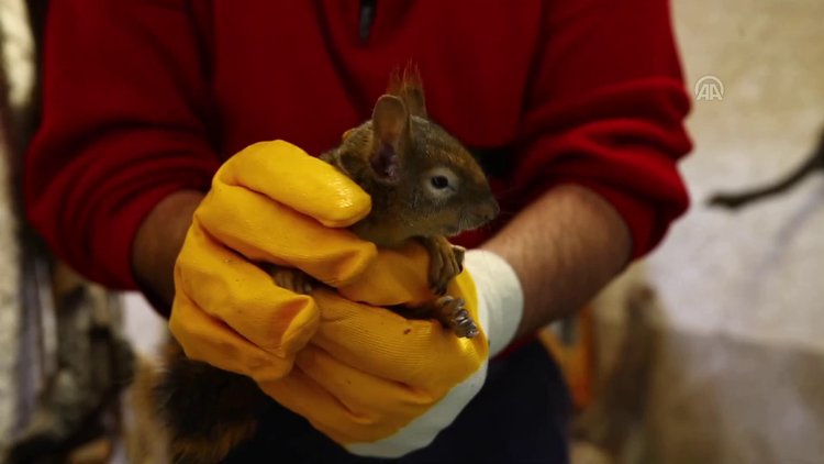 Kereste atölyesinde kesilmekten kurtulan sincaplar hayata tutundu
