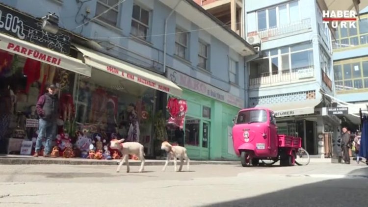 İkiz kuzulara "bebek gibi" bakıyor