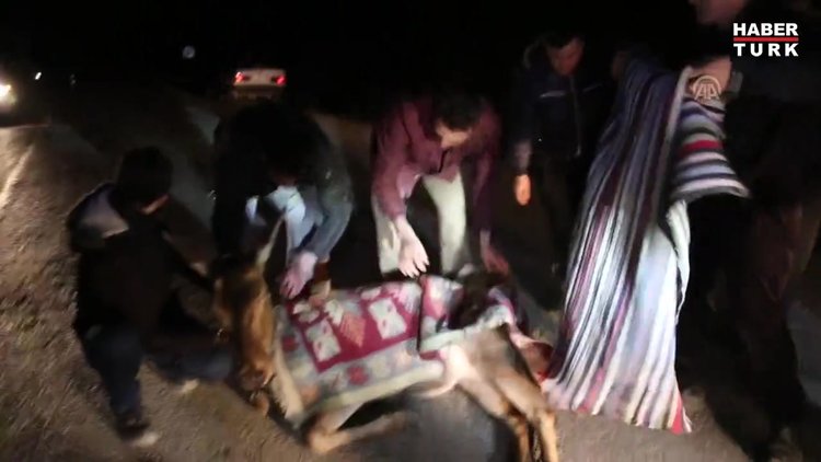 Yaralı geyik için seferber oldular!