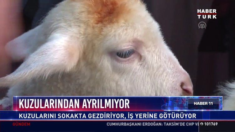 Ercan ve Gülcan Ankara'daki mahallenin maskotu oldu