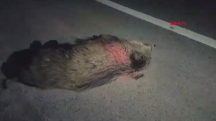 Kırıkkale'de yola inen domuz sürüsü, kazaya neden oldu