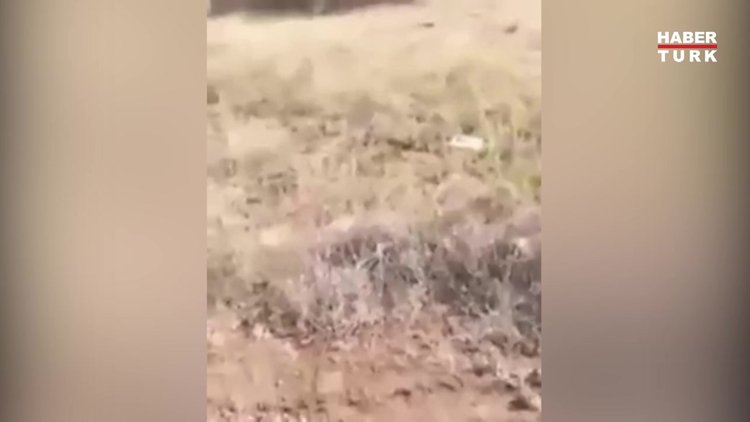 Düşük bütçeli yılan belgeseli