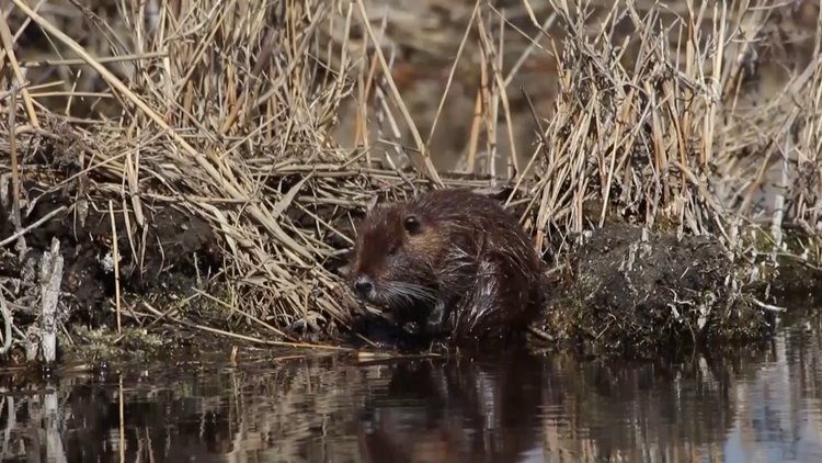 "Esrarengiz fareler" Ağrı Dağı'nı sevdi
