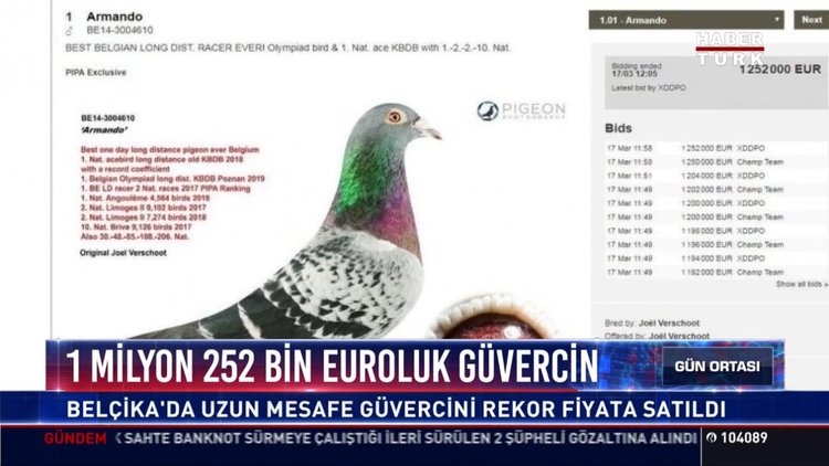 1 milyon 252 bin euroluk Güvercin: Belçika'da uzun mesafe güvercini rekor fiyata satıldı
