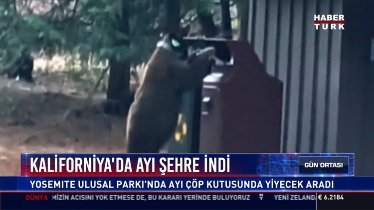 Kaliforniya'da ayı şehre indi: Yosemıte Ulusal Parkı'nda ayı çöp kutusunda yiyecek aradı