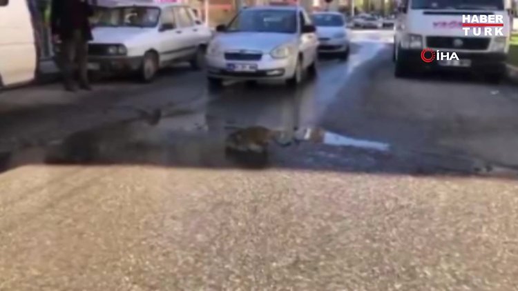 Şanlıurfa’da yürekleri ısıtan görüntüler...Su içen kedi trafiği durdurdu