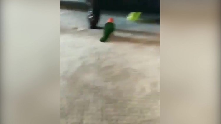 Balonu kovalamayı seviyor gibi