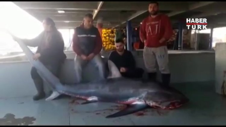 'Sapan' cinsi köpek balığını avlayana 1635 TL ceza