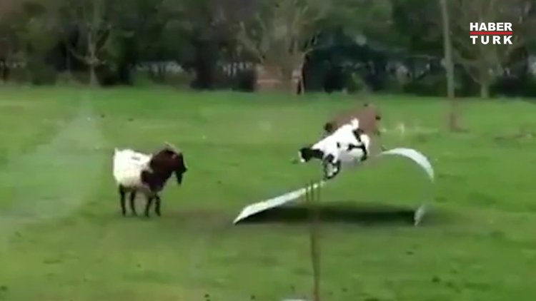 Ne olduğunu bilmiyorlar ama eğlendikleri kesin