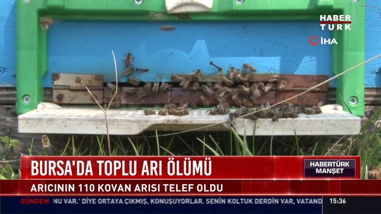 Bursa'da toplu arı ölümü: Arıcının 110 kovan arısı telef oldu