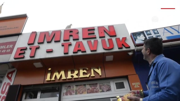 Denizsiz kentin martısı kedilerin tahtına göz koydu