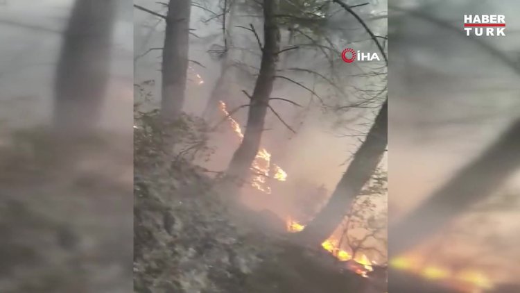 Aydın'da orman yangını