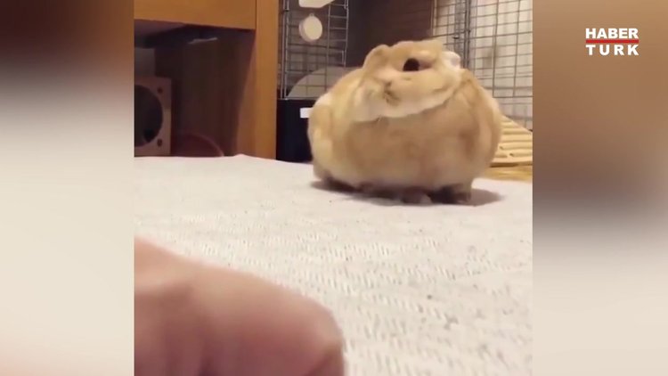 Zarifçe esnemeye çalışıyor gibi