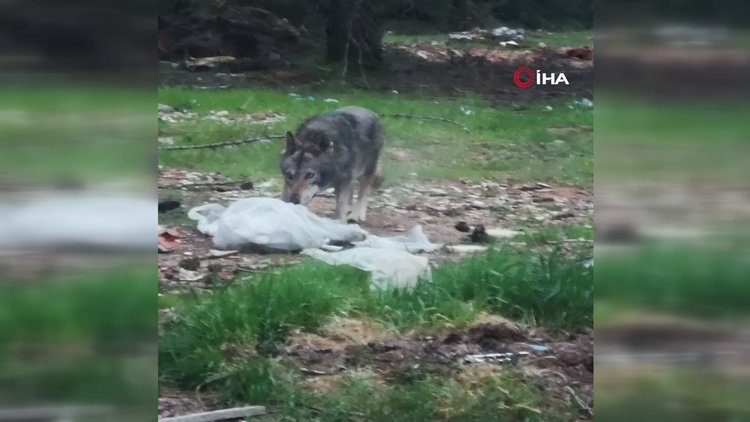 Kaçan kurt üç ayrı noktada vatandaşlar tarafından görüntülendi