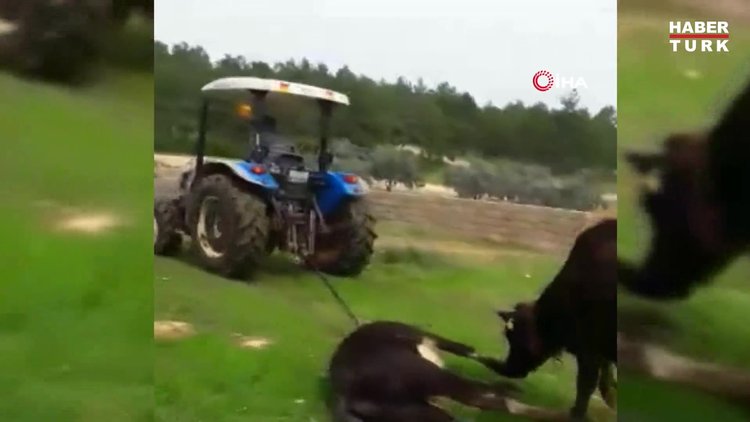 Ölen yavrusunu sürükleyen traktörün peşini bırakmadı
