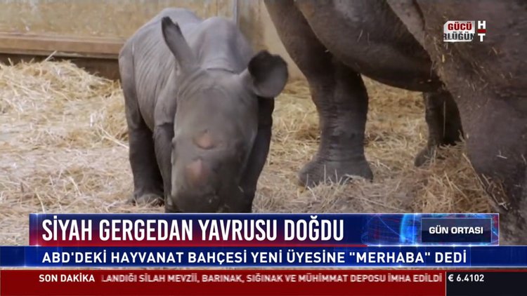 Siyah gergedan yavrusu doğdu: ABD'deki hayvanat bahçesi yeni üyesine "merhaba"dedi