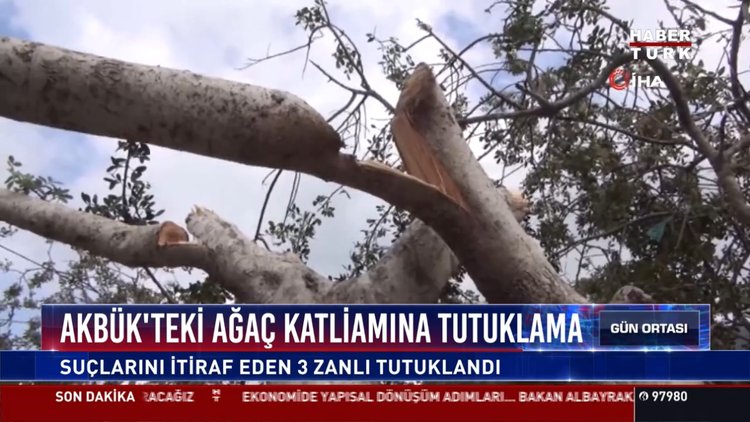 Akbük'teki ağaç katliamına tutuklama: Suçlarını itiraf eden 3 zanlı tutuklandı