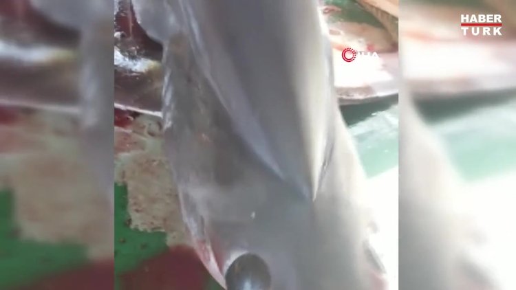 Hatay'da yakalanan köpek balığı nadir görülen tür çıktı